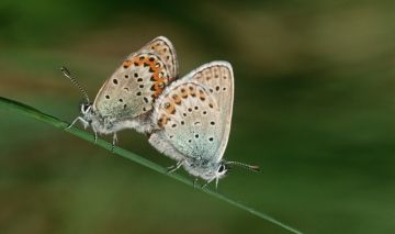 hacer el amor cada día