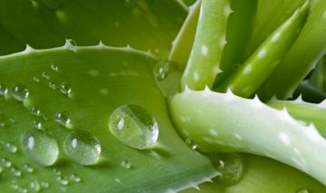 Cuida tu piel con aloe vera